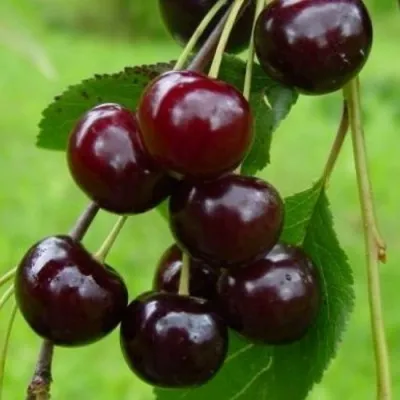 Вишня ЛАСУХА в Раменском