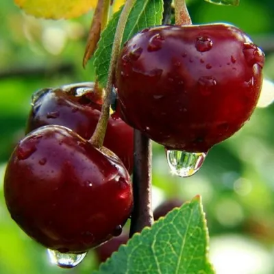 Вишня ЛАСУХА в Раменском