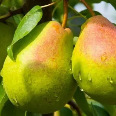 Груша ФЛЕЙТА в Раменском