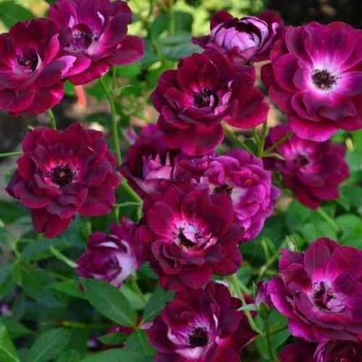 Роза БУРГУНДИ АЙС флорибунда в Раменском