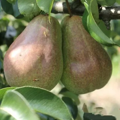 Груша БРЯНСКАЯ КРАСАВИЦА в Раменском