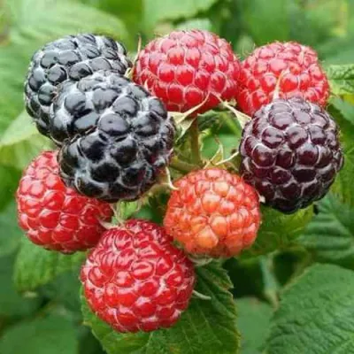 Малина БРИСТОЛЬ в Раменском