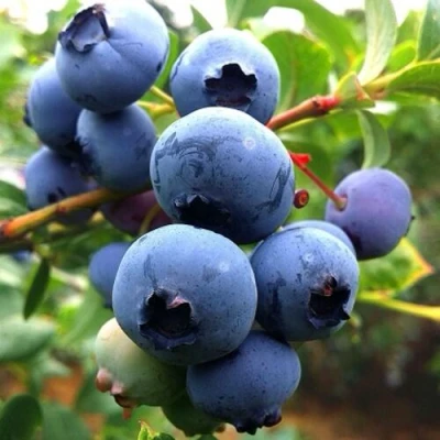 Голубика ДЮК в Раменском