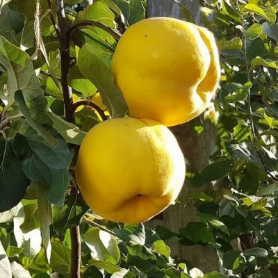 Айва МАРИЯ в Раменском
