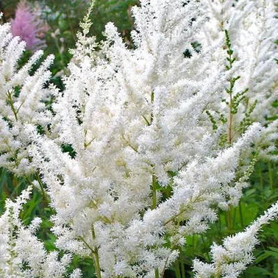 Астильба ДИАМАНТ Арендса в Раменском