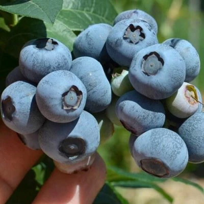 Голубика НЕЛЬСОН в Раменском