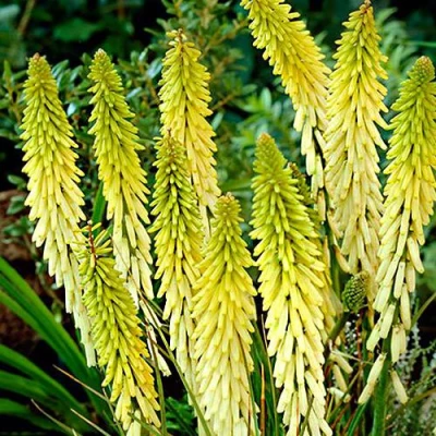 Книфофия ЛИТТЛ МЕЙД гибридная в Раменском