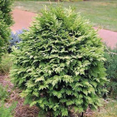 Туя ВАРЕАНА ЛЮТЕСЦЕНС западная в Раменском