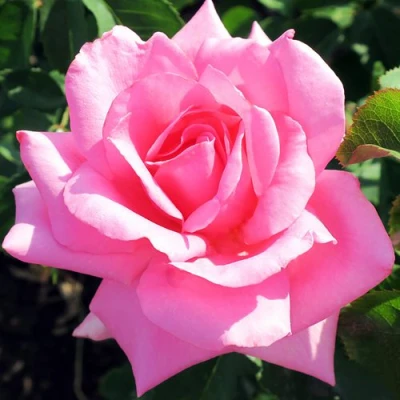 саженцы роз ЖАРДИН ДЕ ВИЛЛАНДРИ