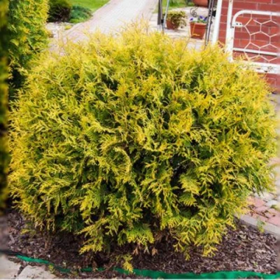 Туя КОЛЛЕРС ГОЛД складчатая в Раменском