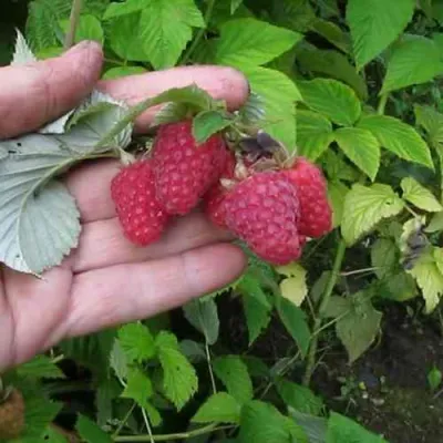 Малина КОРПИКО в Раменском