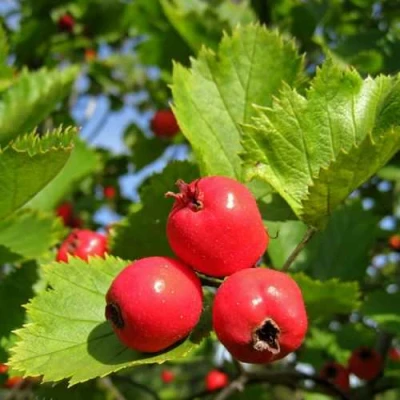 Боярышник МЯГКОВАТЫЙ в Раменском