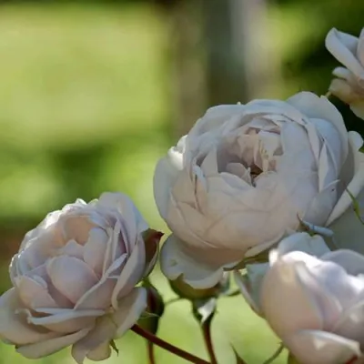 Роза ГРИЗЕЛИС шраб в Раменском