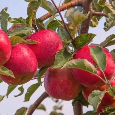 Яблоня РОЖДЕСТВЕНСКОЕ в Раменском