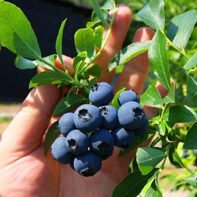 Голубика НОРТ КАНТРИ в Раменском