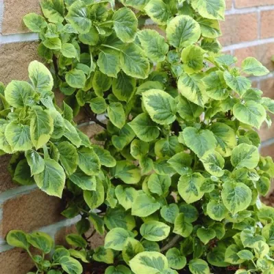 Гортензия МИРАНДА черешковая в Раменском