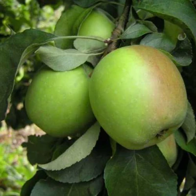 Яблоня ПАМЯТЬ СИКОРЫ в Раменском