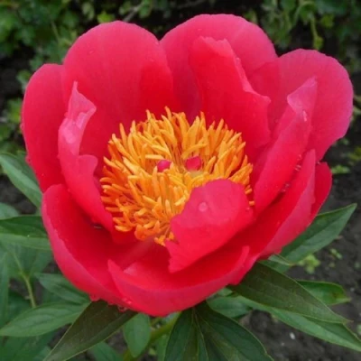 Пион МОСКВА травянистый в Раменском