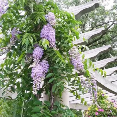 Глициния макростахия БЛЮ МУН в Раменском