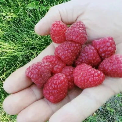 Малина ПОЛЬКА (ПОЛКА) в Раменском