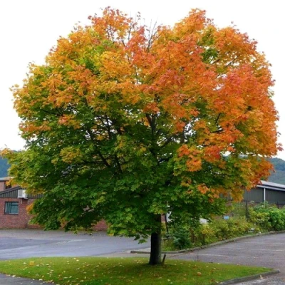 Клен остролистный в Раменском