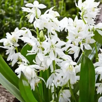 Пролеска ВАЙТ сибирская в Раменском