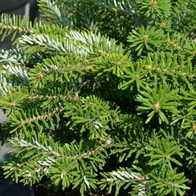 Пихта корейская  в Раменском