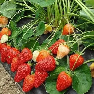 Клубника РОКСАНА в Раменском