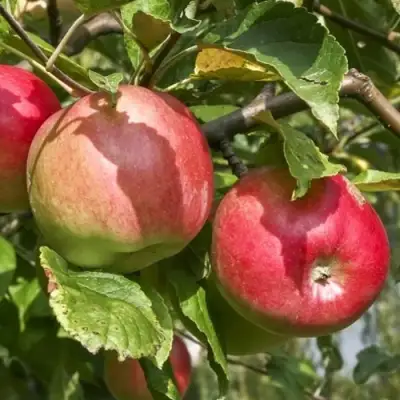 Яблоня ЖИГУЛЕВСКОЕ в Раменском