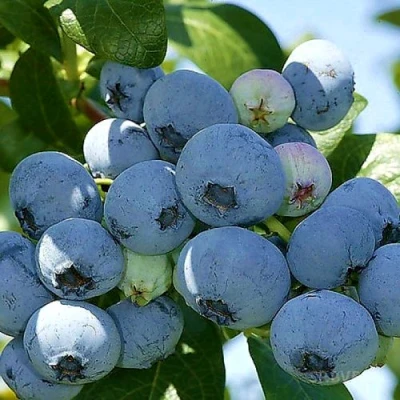 Голубика НУИ в Раменском