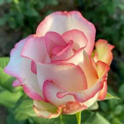 саженцы розы Джумилия