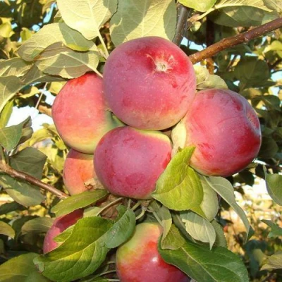 Яблоня ОРЛИК в Раменском