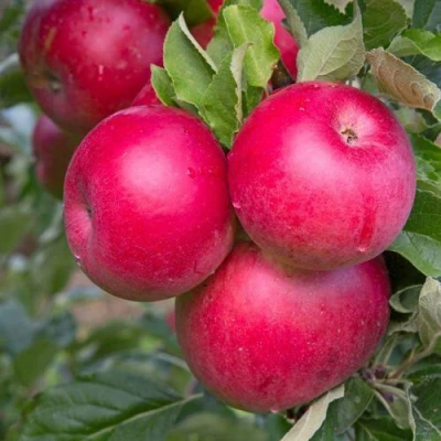 Яблоня РОЖДЕСТВЕНСКОЕ в Раменском