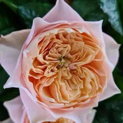 саженцы розы Вувзела Романтик