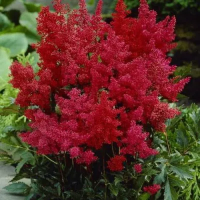 Астильба ГРАНАТ Арендса в Раменском