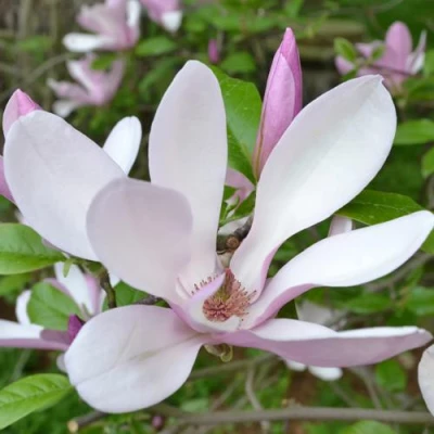 Магнолия ДЖОРДЖ ГЕНРИ КЕРН в Раменском