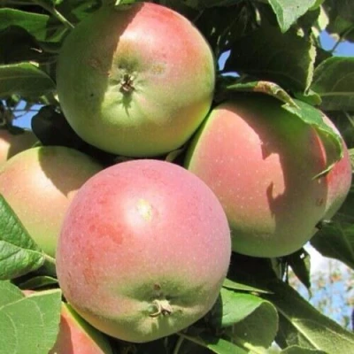 Яблоня МОСКОВСКОЕ ЗИМНЕЕ в Раменском