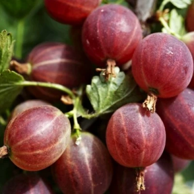 Крыжовник ХИННОМАКИ РОТ в Раменском