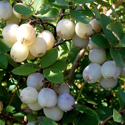 Голубика СНЕГУРОЧКА в Раменском