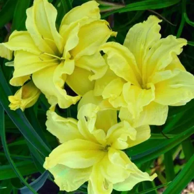 Лилейник ДАБЛ РИВЕР ВАЙ гибридный в Раменском