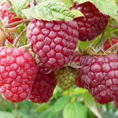 Малина ПОЛЬКА (ПОЛКА) в Раменском