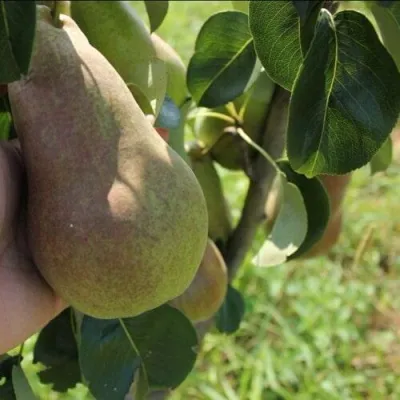 Груша БРЯНСКАЯ КРАСАВИЦА в Раменском