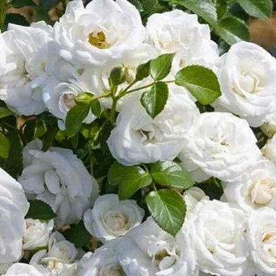 саженцы розы Неж Де Те