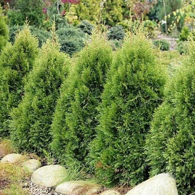 Туя СМАРАГД ВИТБОНТ западная в Раменском