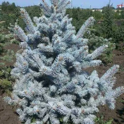 Ель МИСТИ БЛЮ голубая в Раменском