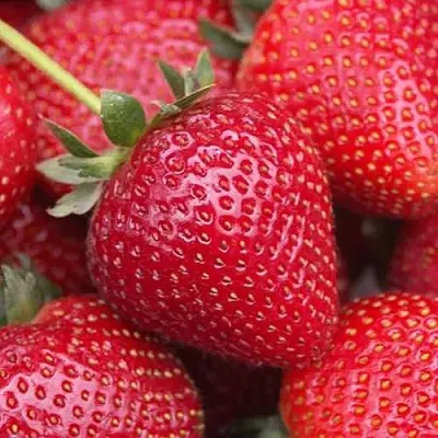 Клубника СЕЛЬВА ремонтантная в Раменском