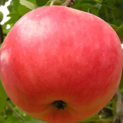 Яблоня СУЙСЛЕПСКОЕ (МАЛИНОВКА) в Раменском