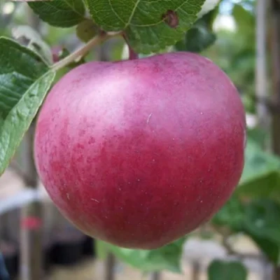 Яблоня НОРИС в Раменском