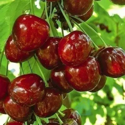 Черешня БУРЛАТ в Раменском