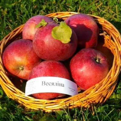Яблоня ВЕСЯЛИНА в Раменском